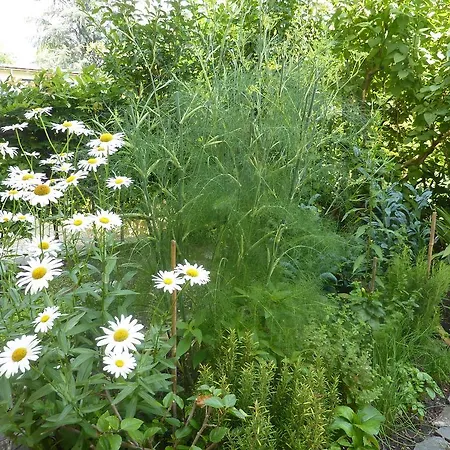 Zima Merano