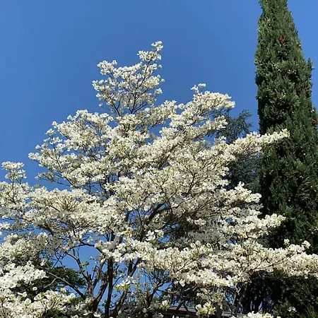 Zima Merano
