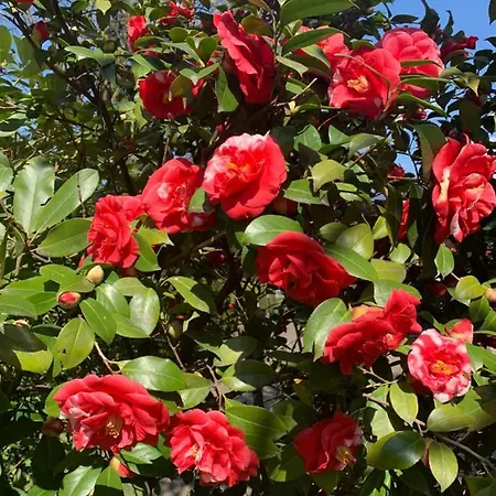 Zima 호텔 메라노