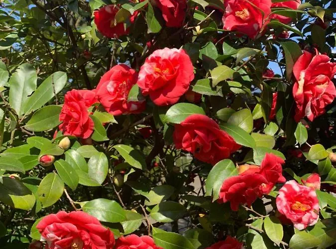 Zima فندق ميرانو